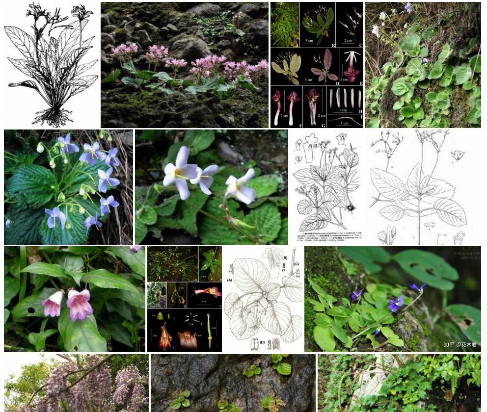 东南长蒴苣苔照片和图片/