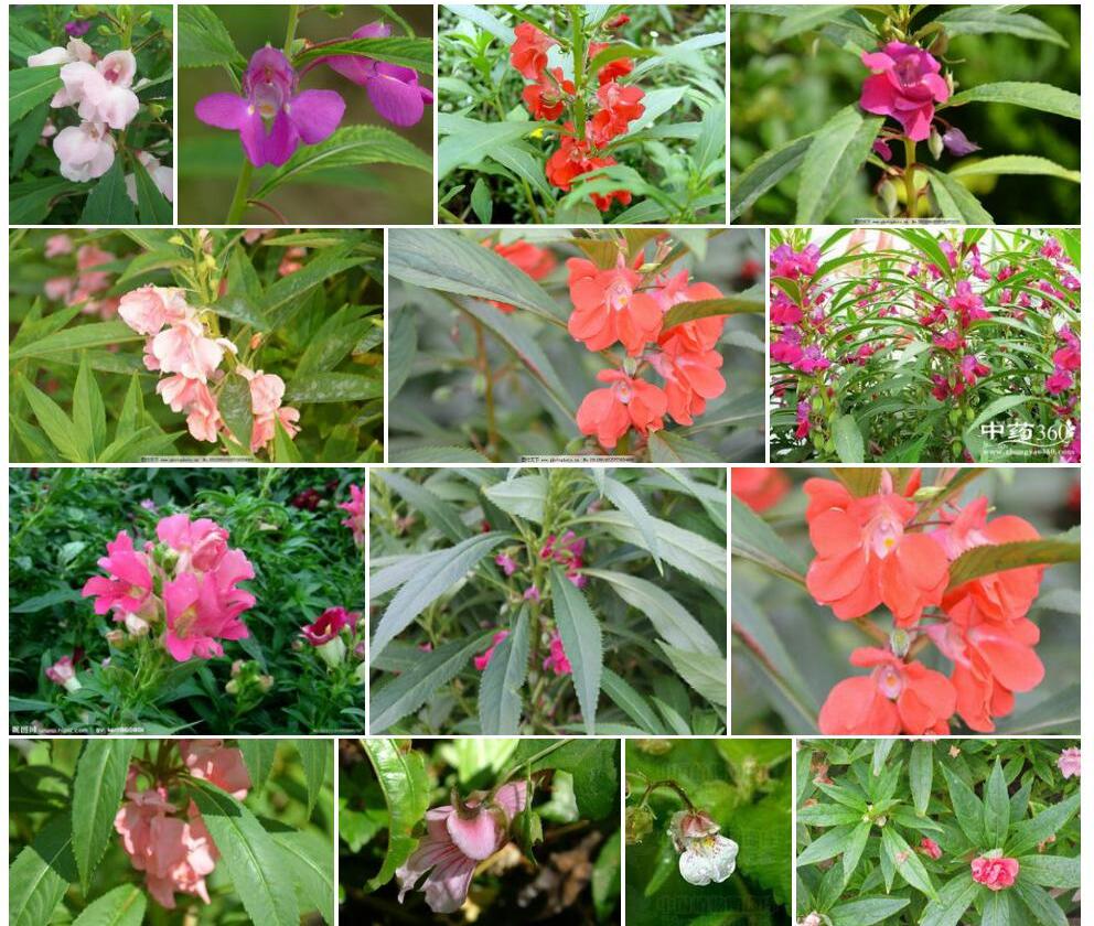 东川凤仙花照片和图片/