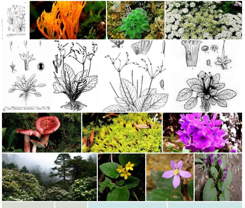 东川短檐苣苔照片和图片/