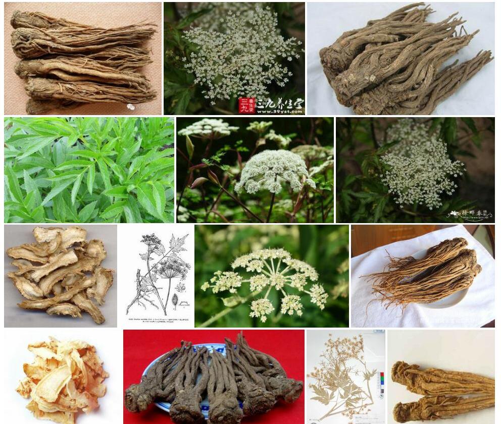 东当归照片和图片/