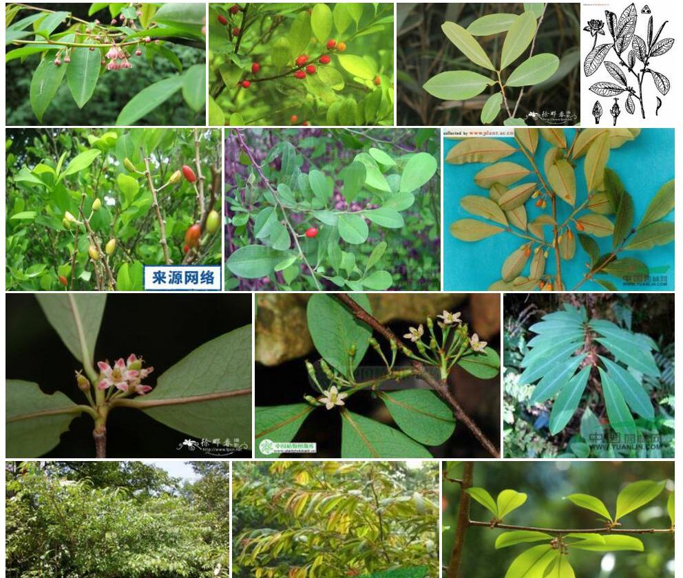 东方古柯照片和图片/