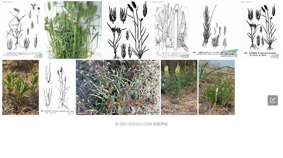 东方旱麦草照片和图片/