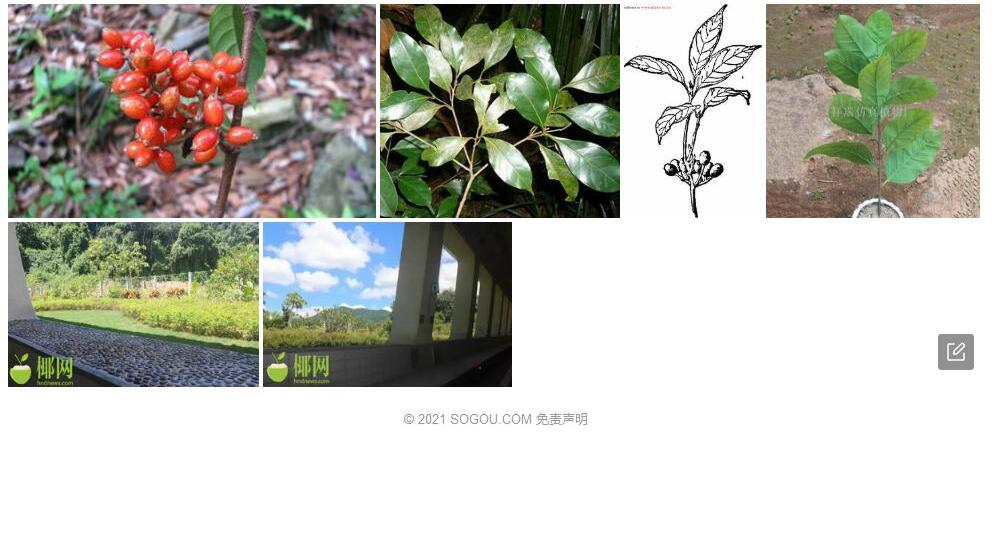 东方琼楠照片和图片/