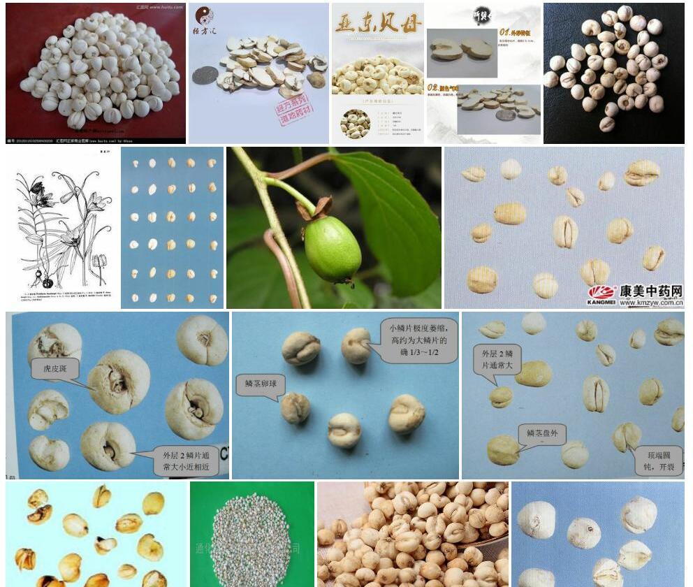 东贝母照片和图片/