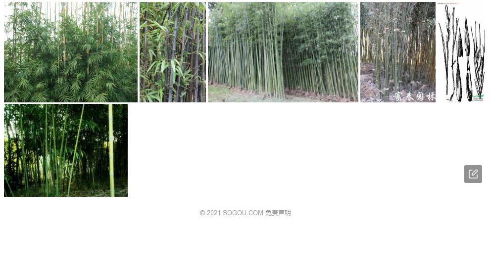 东阳青皮竹照片和图片/