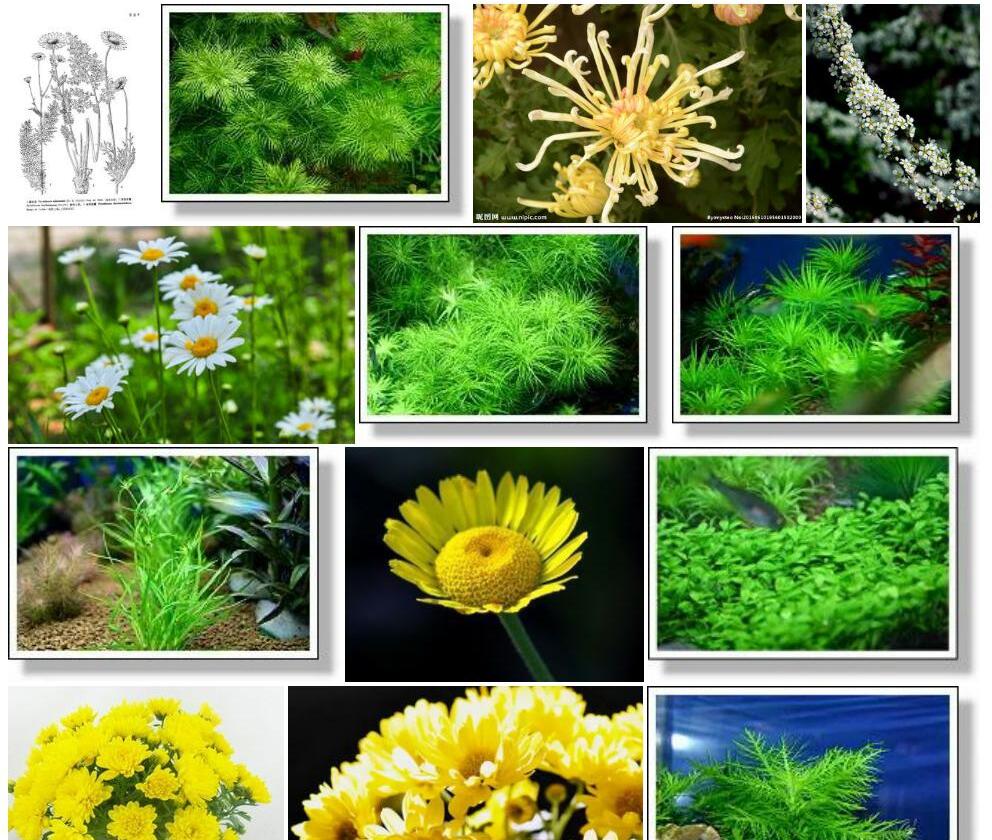 丝叶匹菊照片和图片/