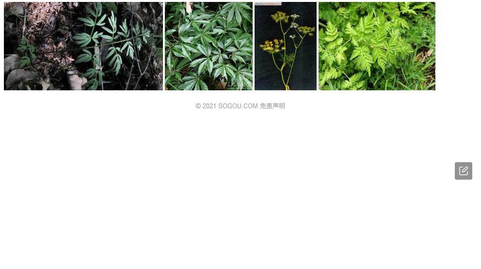 丝叶山芹照片和图片/