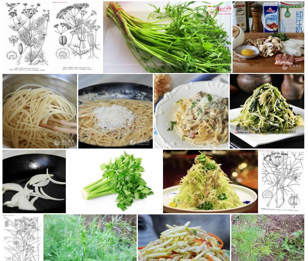 丝叶芹照片和图片/
