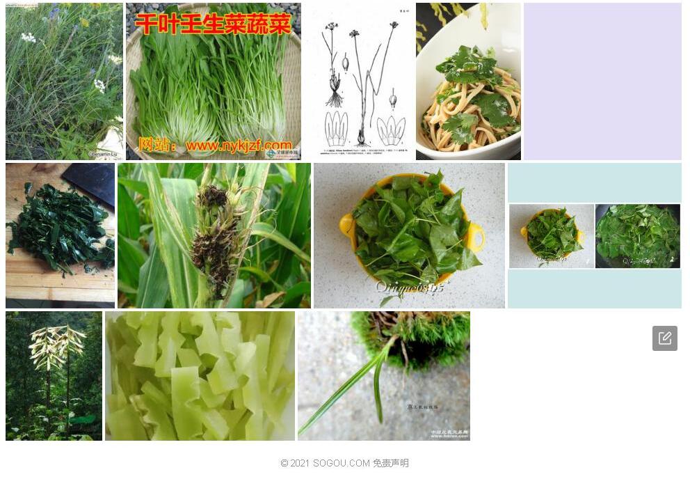 丝叶韭照片和图片/