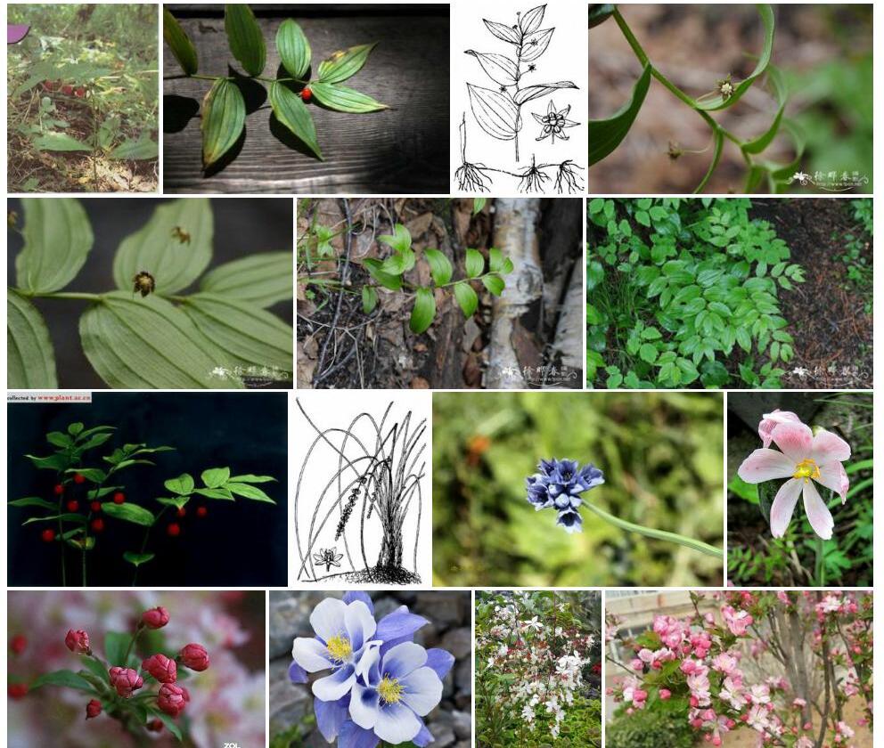 丝梗扭柄花照片和图片/