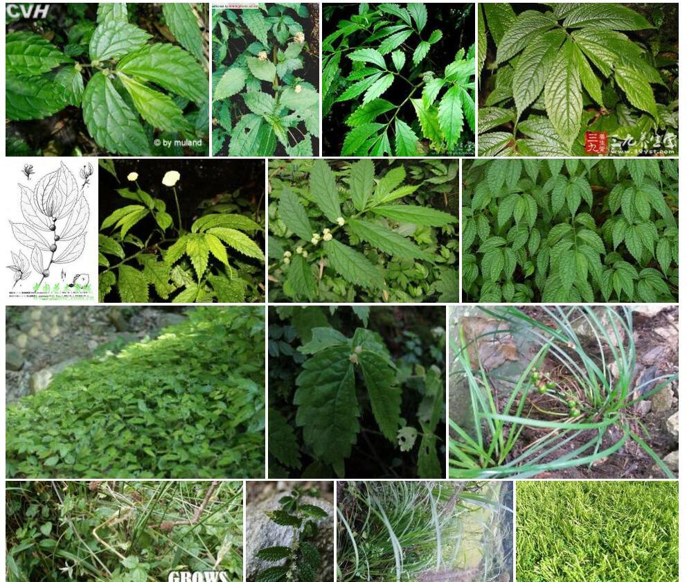 丝梗楼梯草照片和图片/