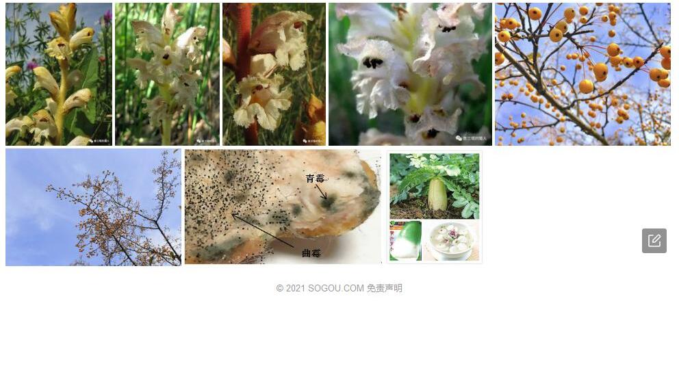 丝毛列当照片和图片/