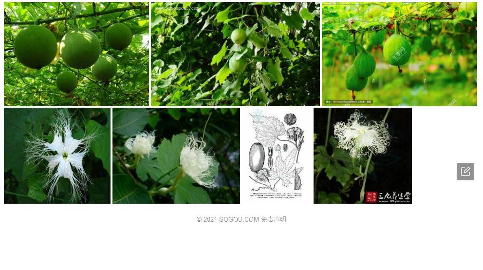丝毛栝楼照片和图片/