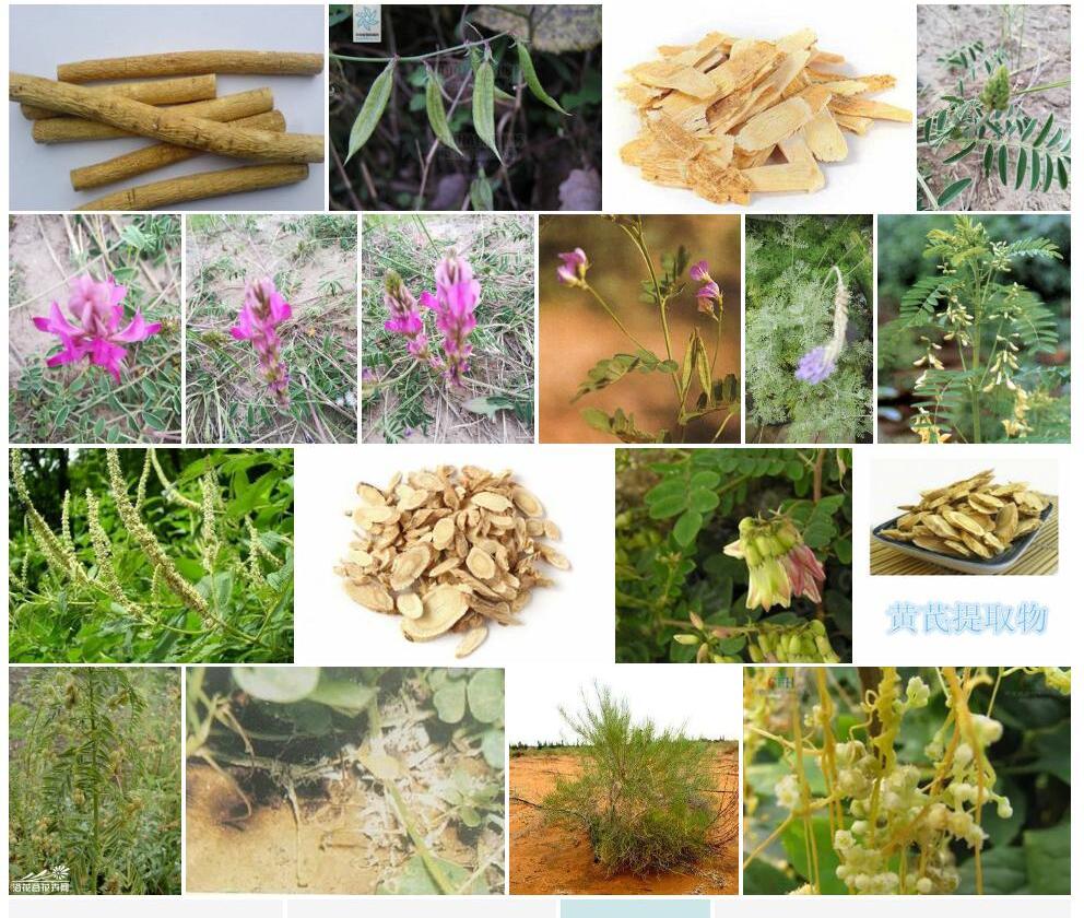 丝茎黄耆照片和图片/