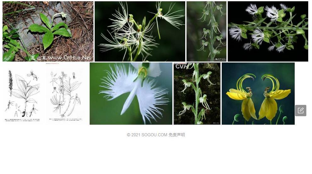 丝裂玉凤花照片和图片/