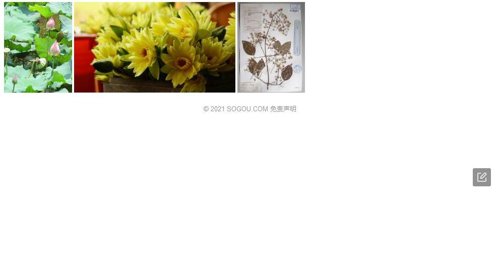 两广锡兰莲照片和图片/