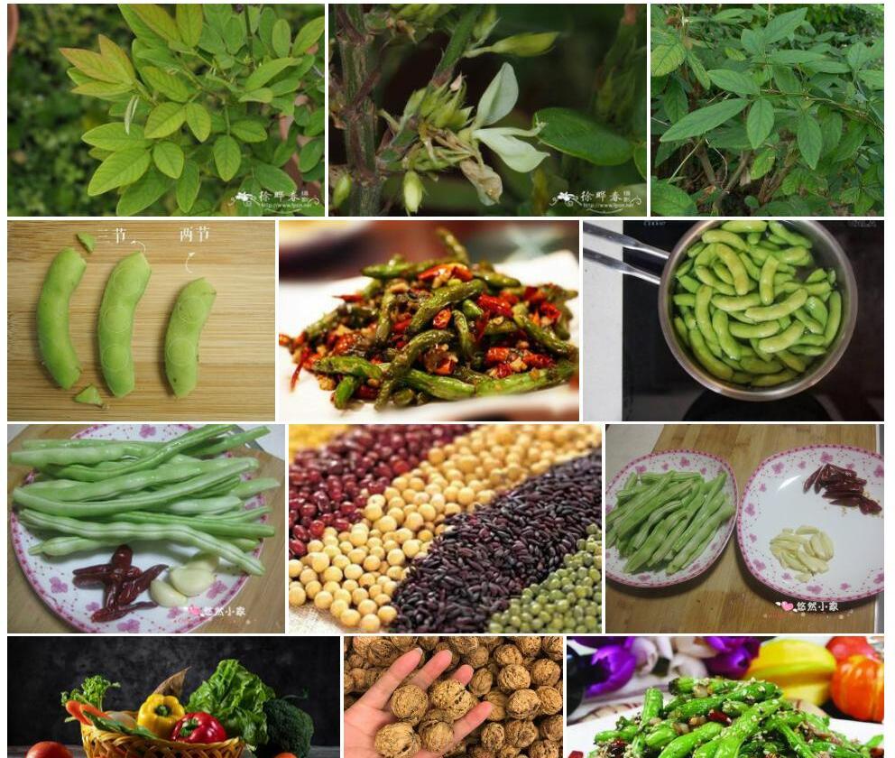 两节豆照片和图片/