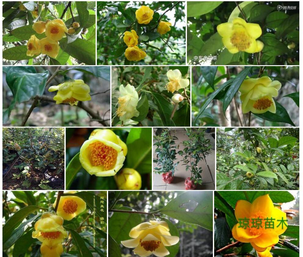 中东金花茶照片和图片/