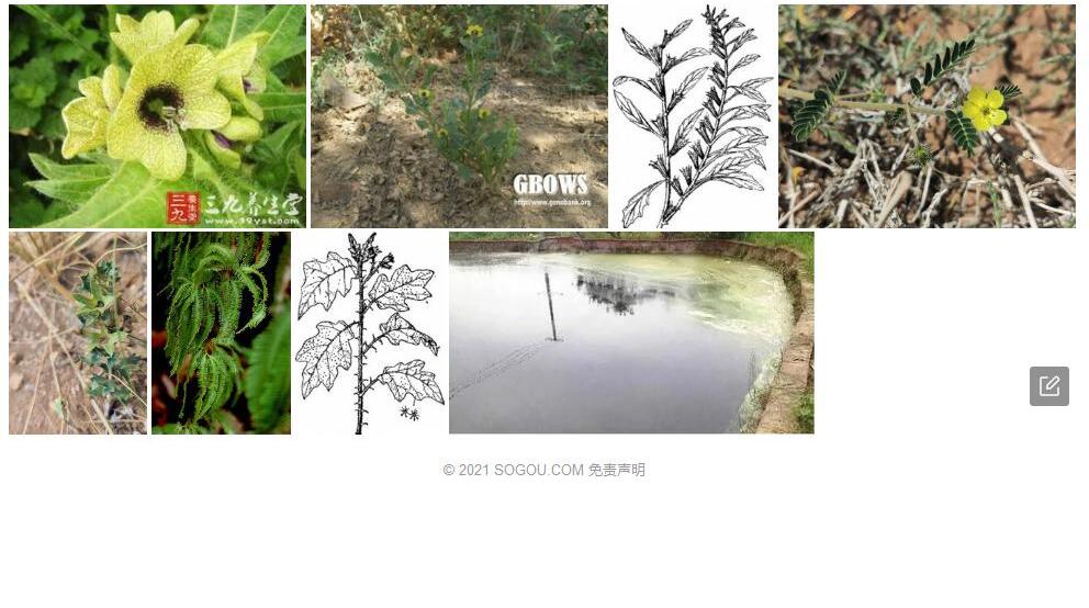 中亚天仙子照片和图片/