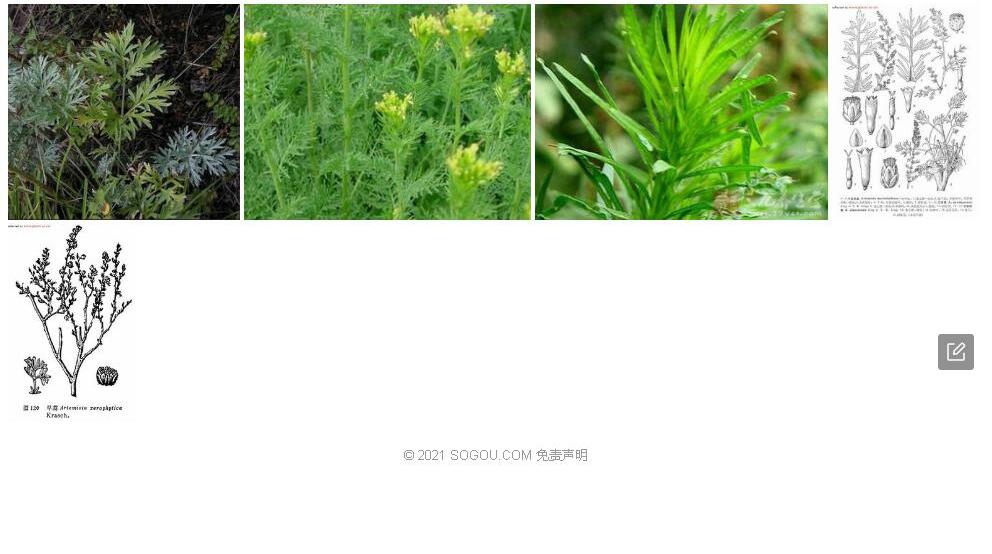 中亚旱蒿照片和图片/