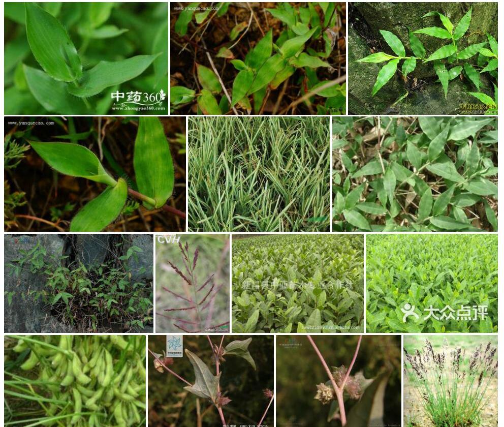 中亚荩草照片和图片/