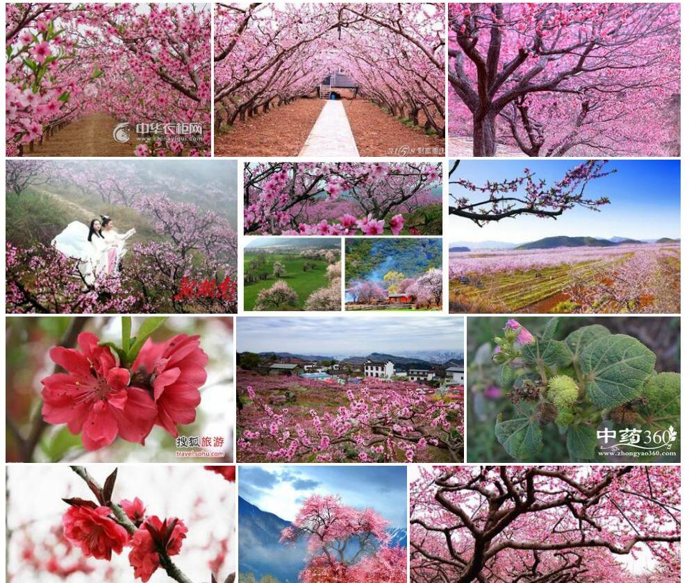 中华地桃花照片和图片/