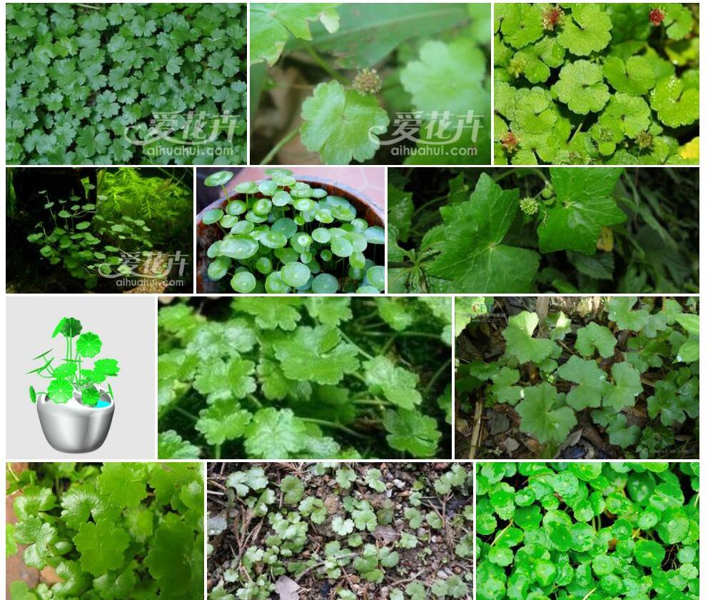中华天胡荽照片和图片/