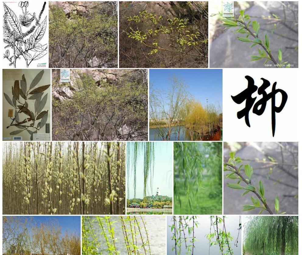 中华柳照片和图片/