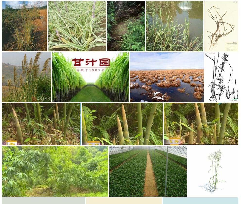 中华甜茅照片和图片/