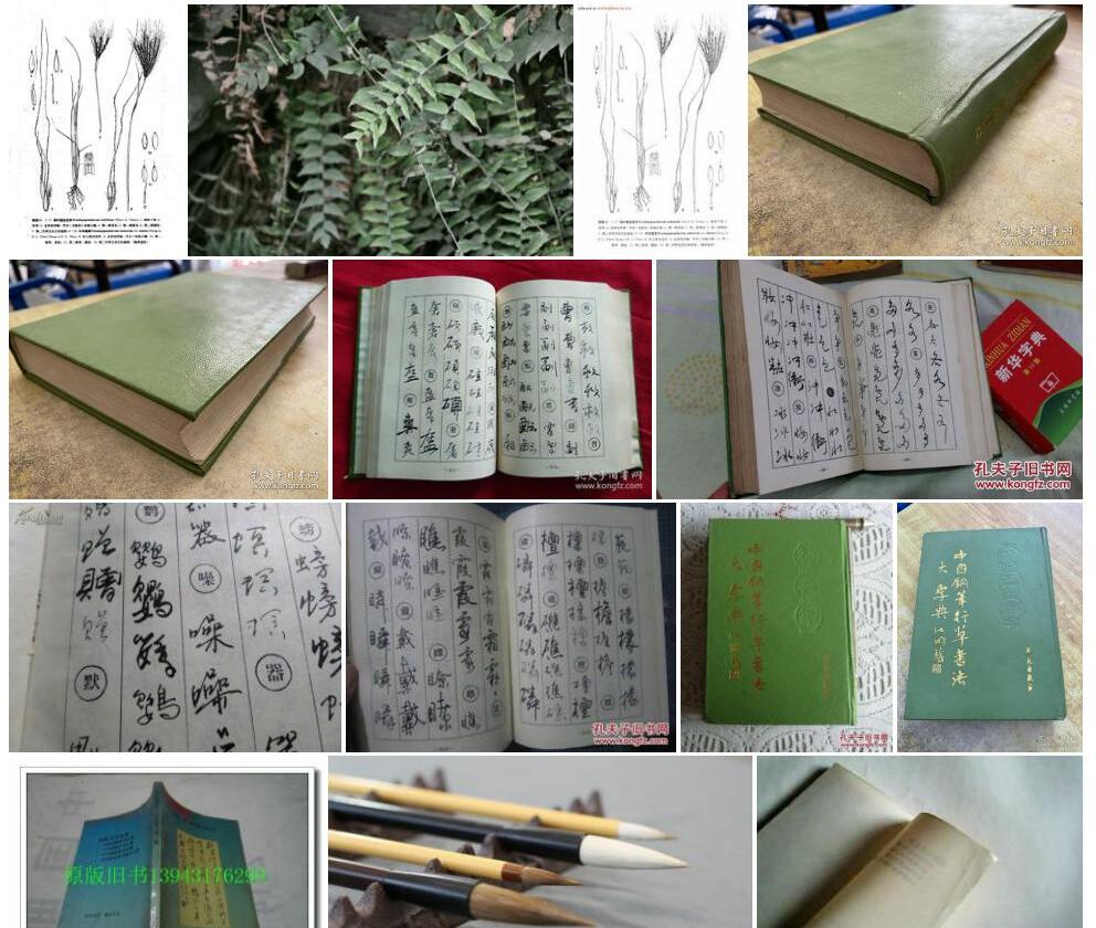 中华笔草照片和图片/