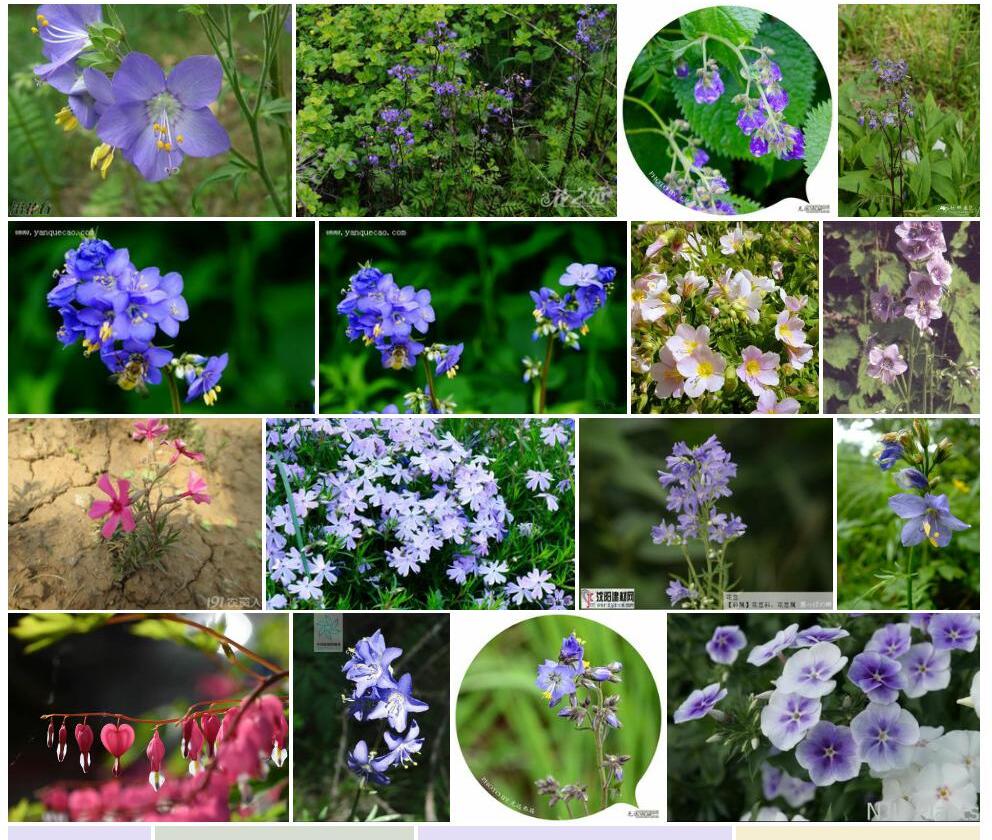 中华花荵照片和图片/