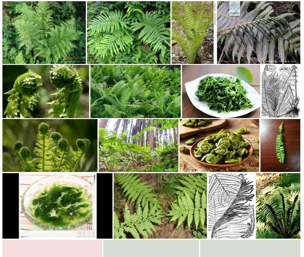 中华荚果蕨照片和图片/