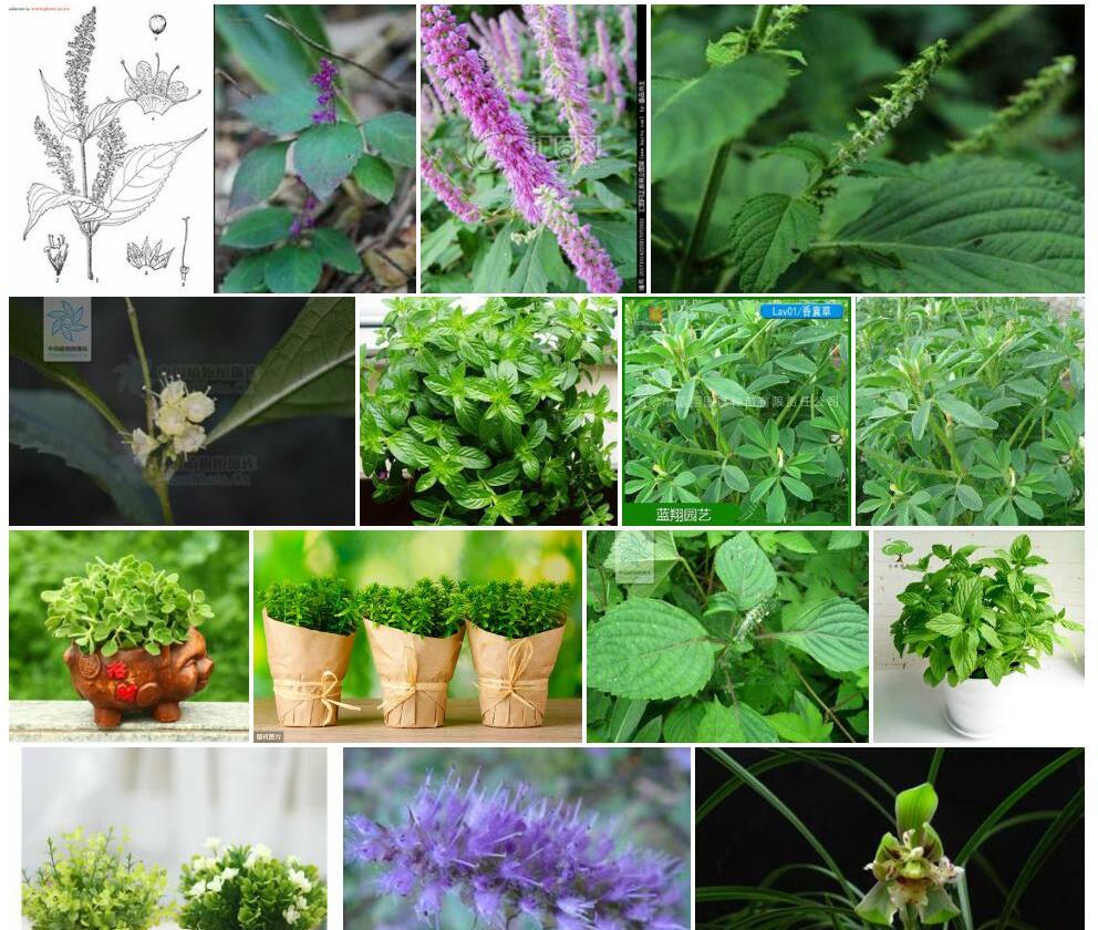 中华香简草照片和图片/