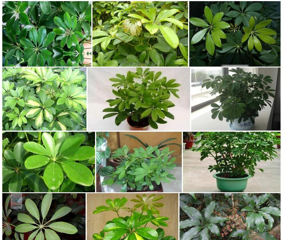 中华鹅掌柴照片和图片/