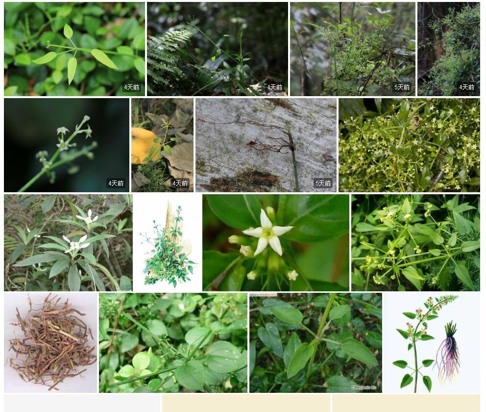 中国茜草照片和图片/