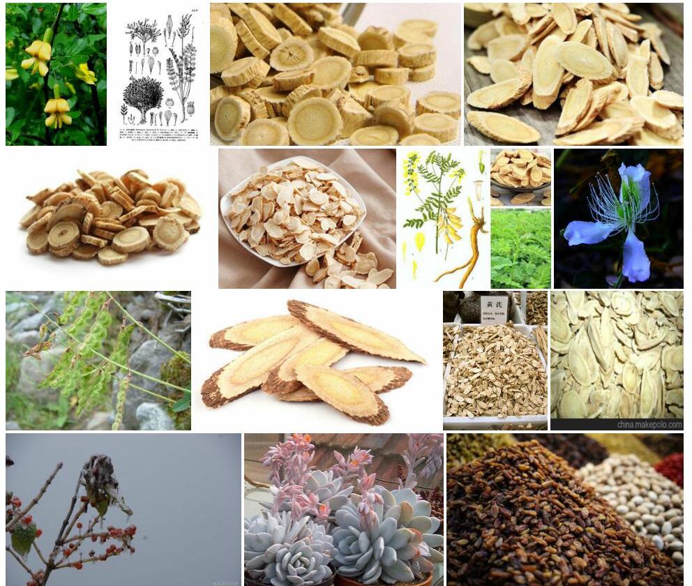中天山黄耆照片和图片/