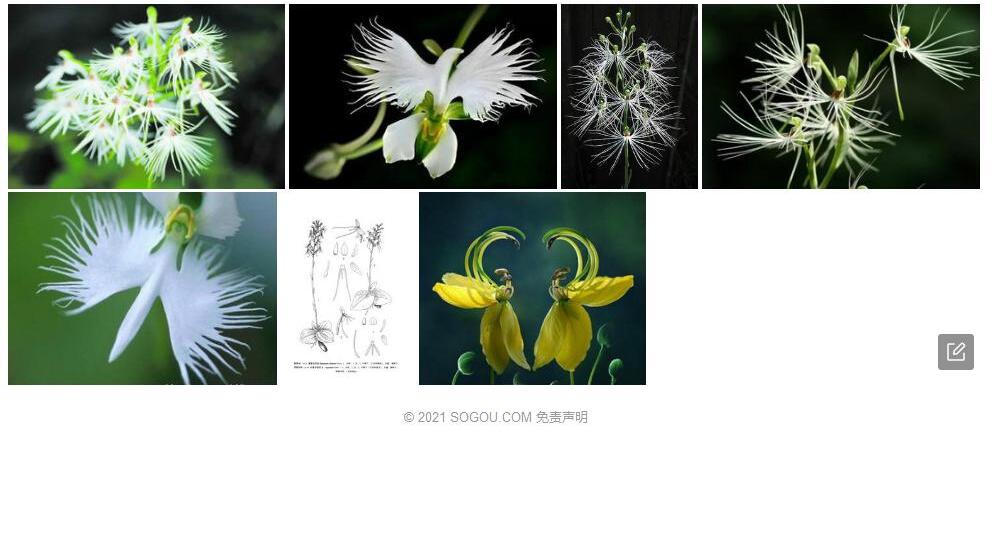 中泰玉凤花照片和图片/