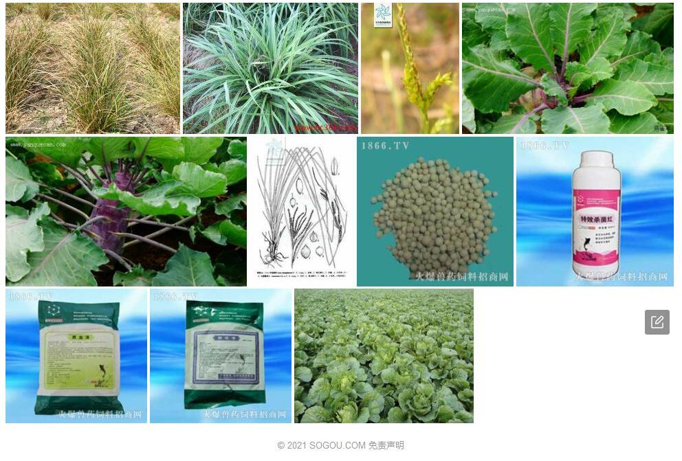 中海薹草照片和图片/