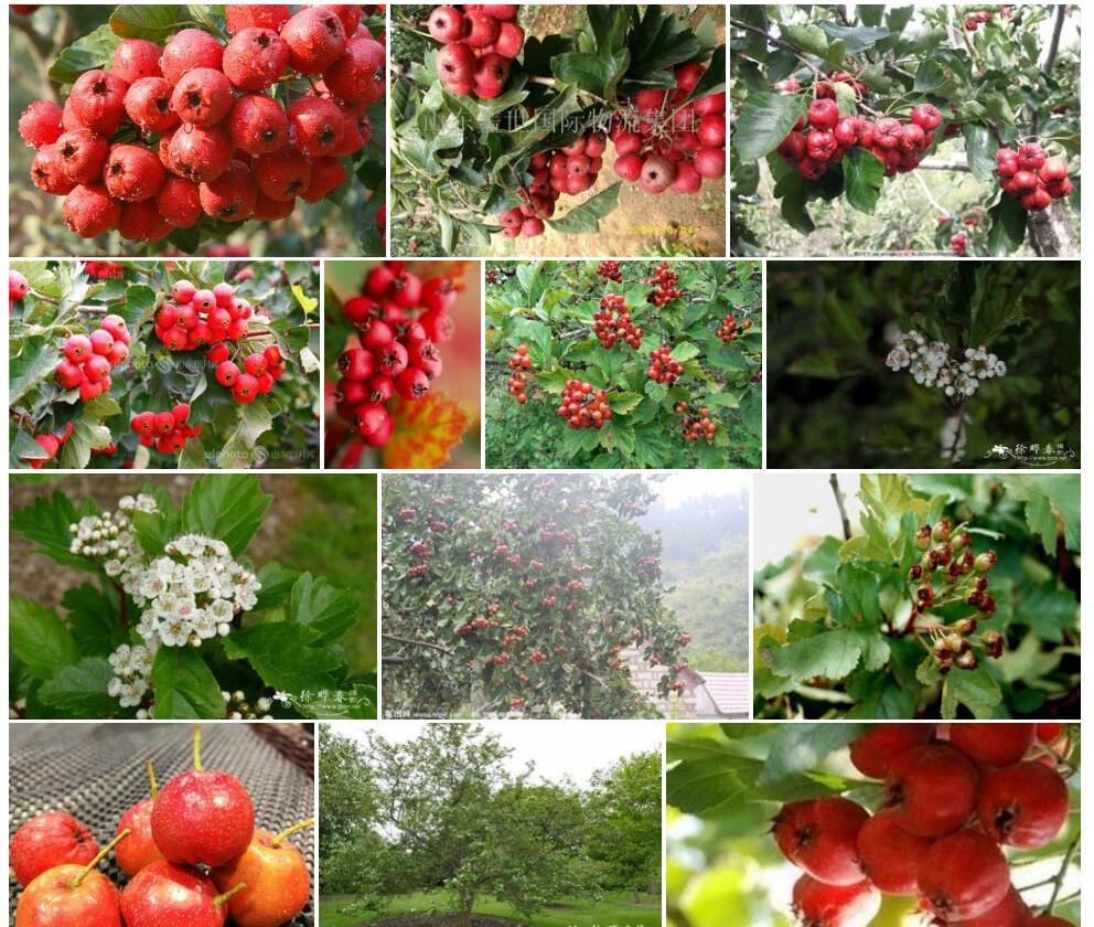 中甸山楂照片和图片/
