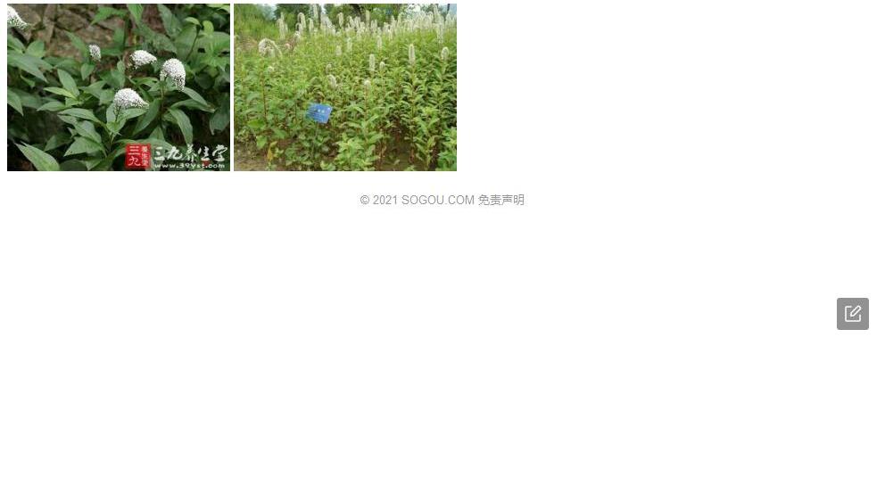 中甸珍珠菜照片和图片/