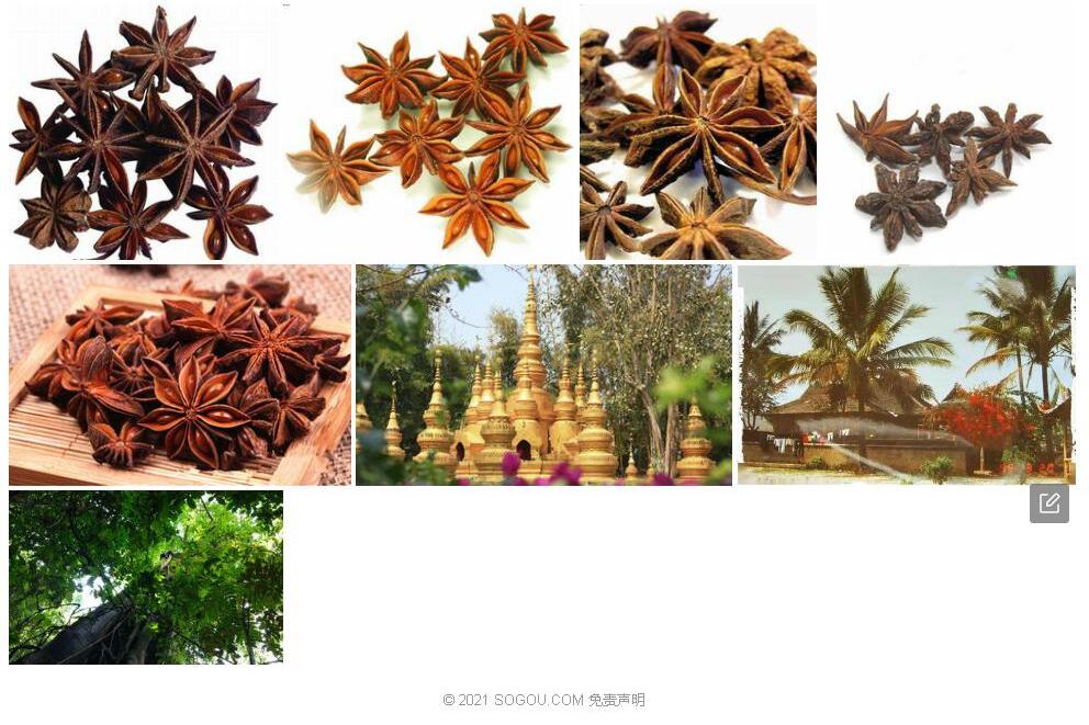 中缅八角照片和图片/