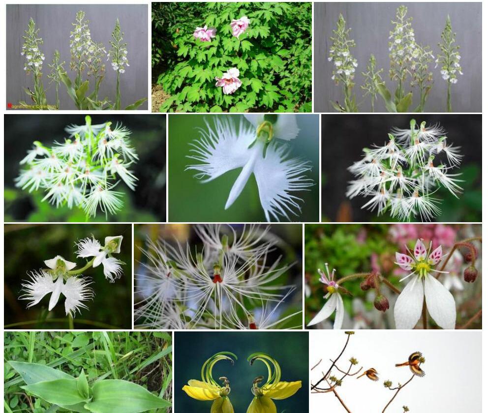 中缅玉凤花照片和图片/