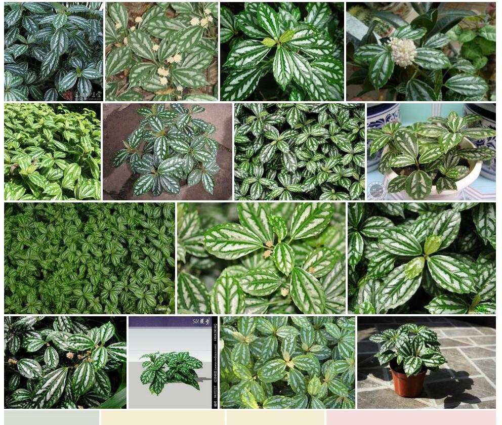 中间型冷水花照片和图片/
