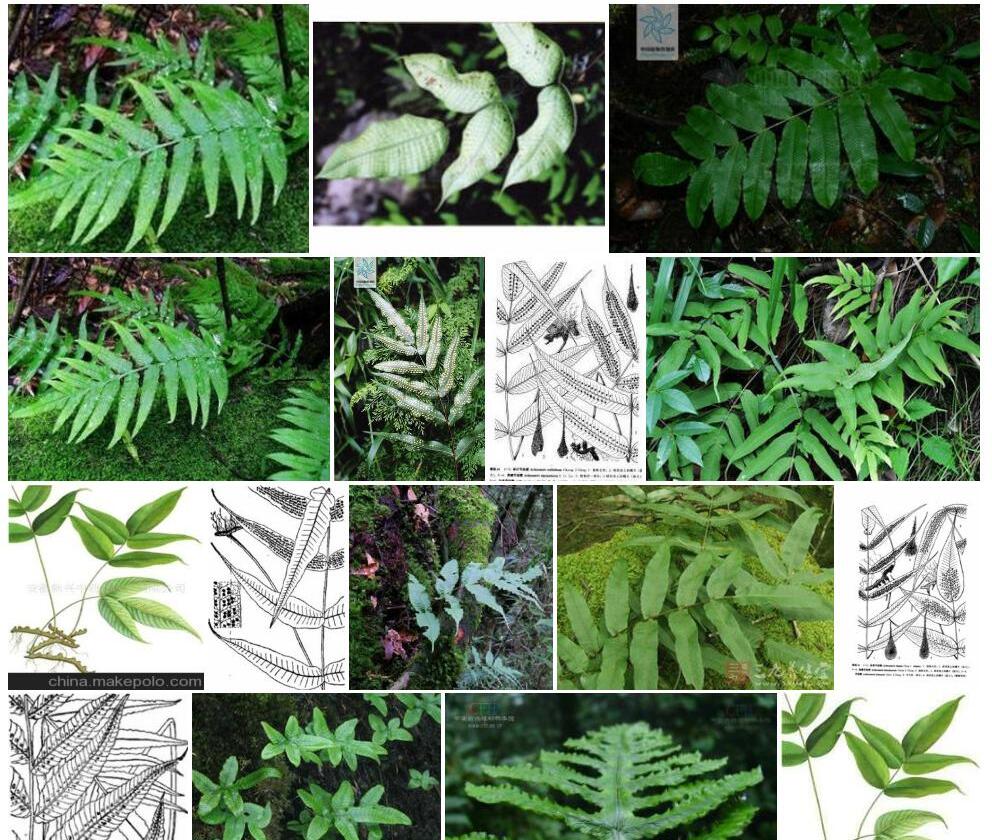 中间节肢蕨照片和图片/