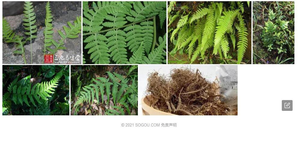 中间茯蕨照片和图片/