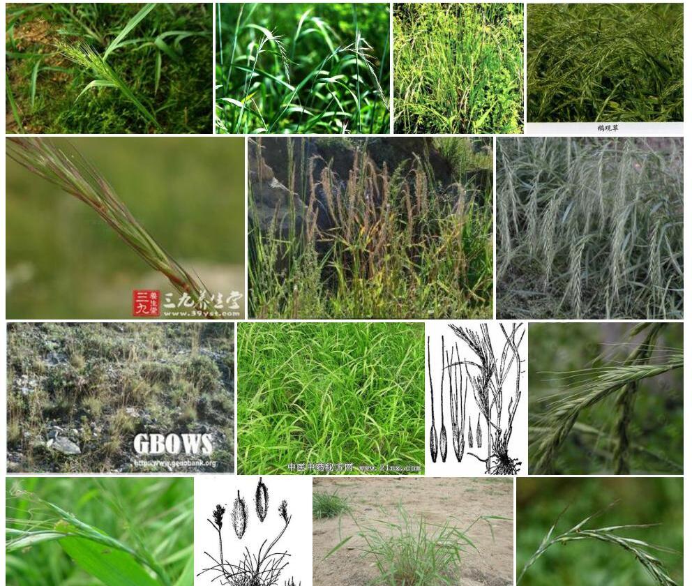 中间鹅观草照片和图片/