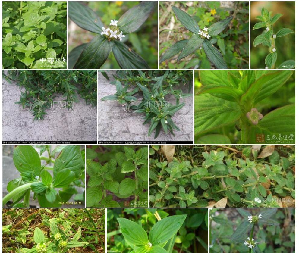 丰花草照片和图片/