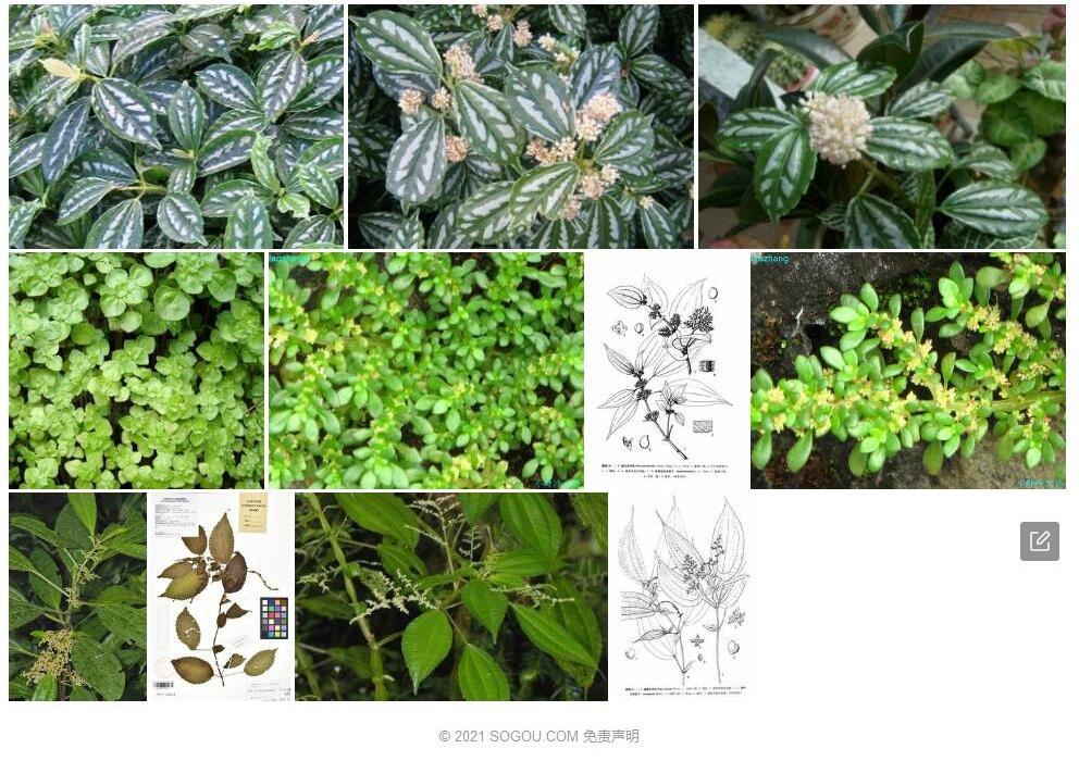串珠毛冷水花照片和图片/
