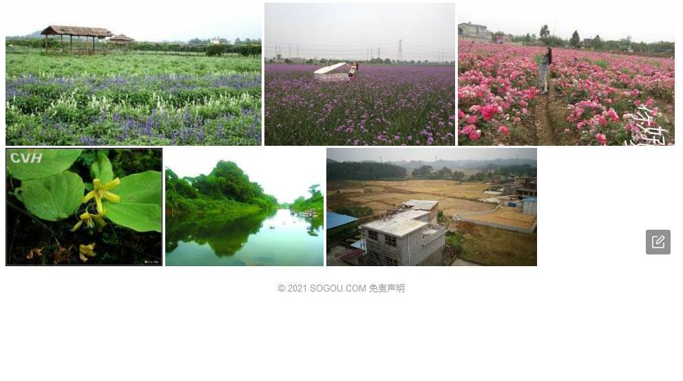 临桂香草照片和图片/