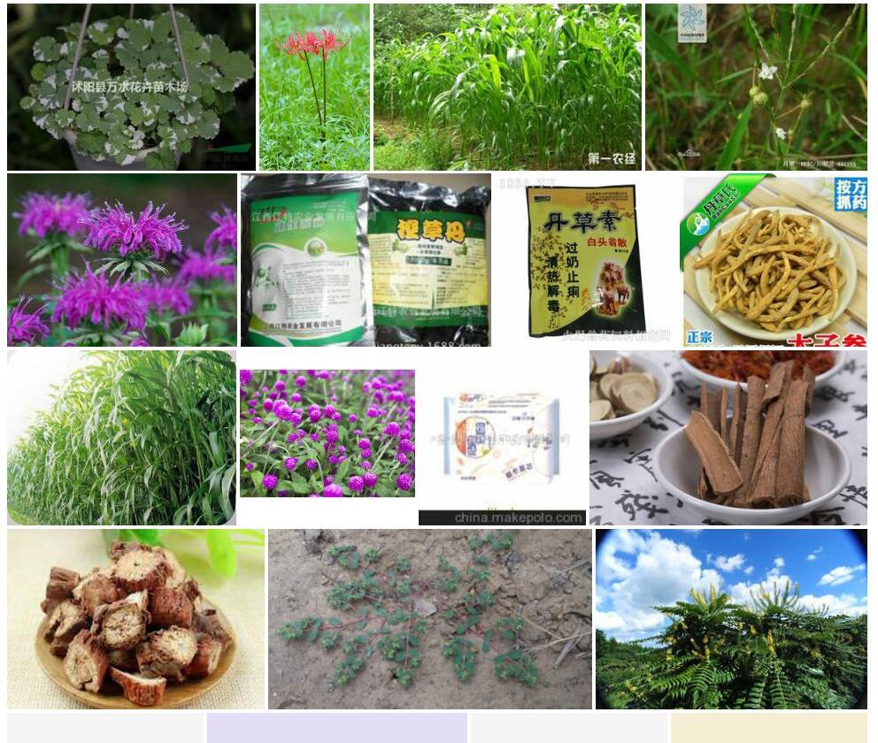 丹草照片和图片/